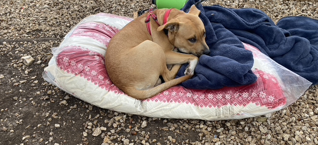 Supporting Austin Homeless Pets Join Our Friday Events